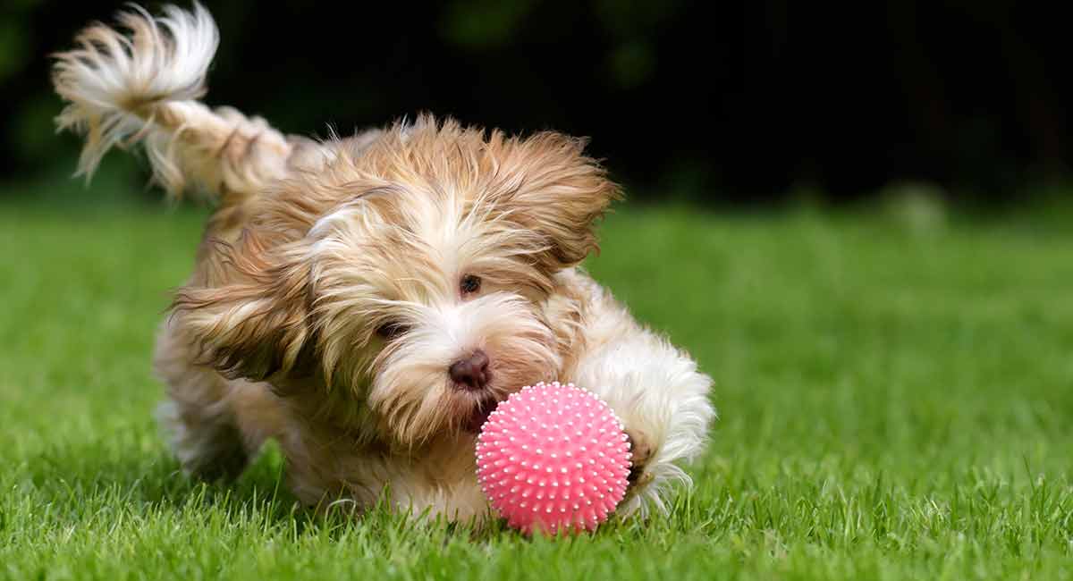 Why do Dogs LOVE Squeaky Toys!?