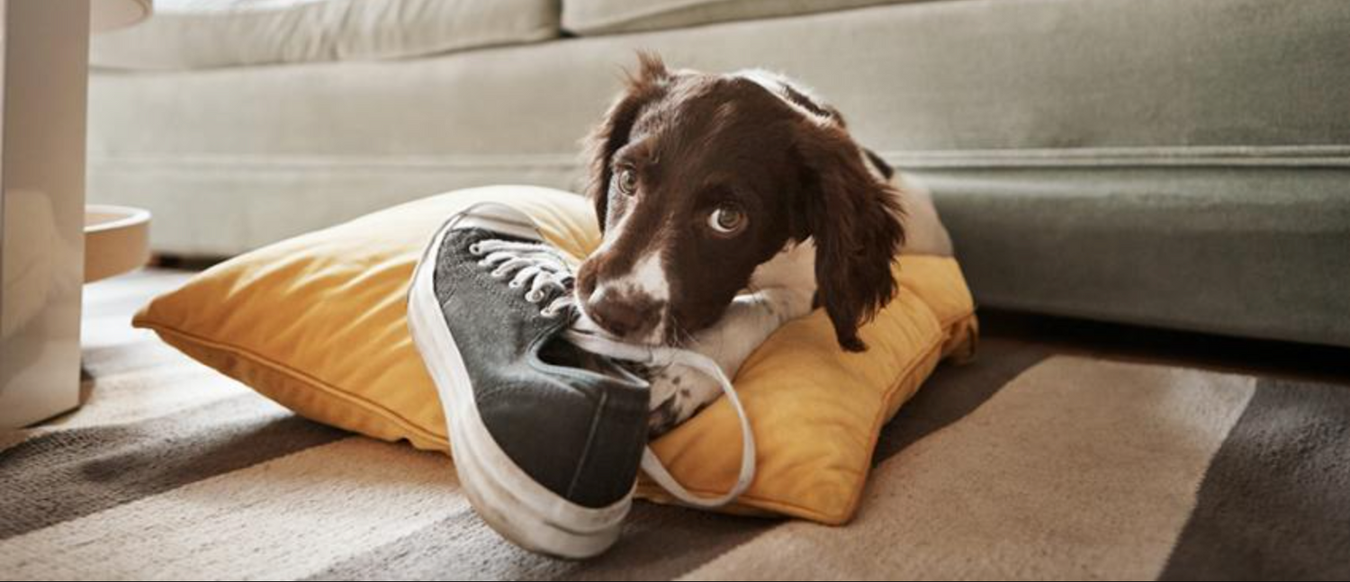 10 EASY Ways to Puppy Proof Your Home