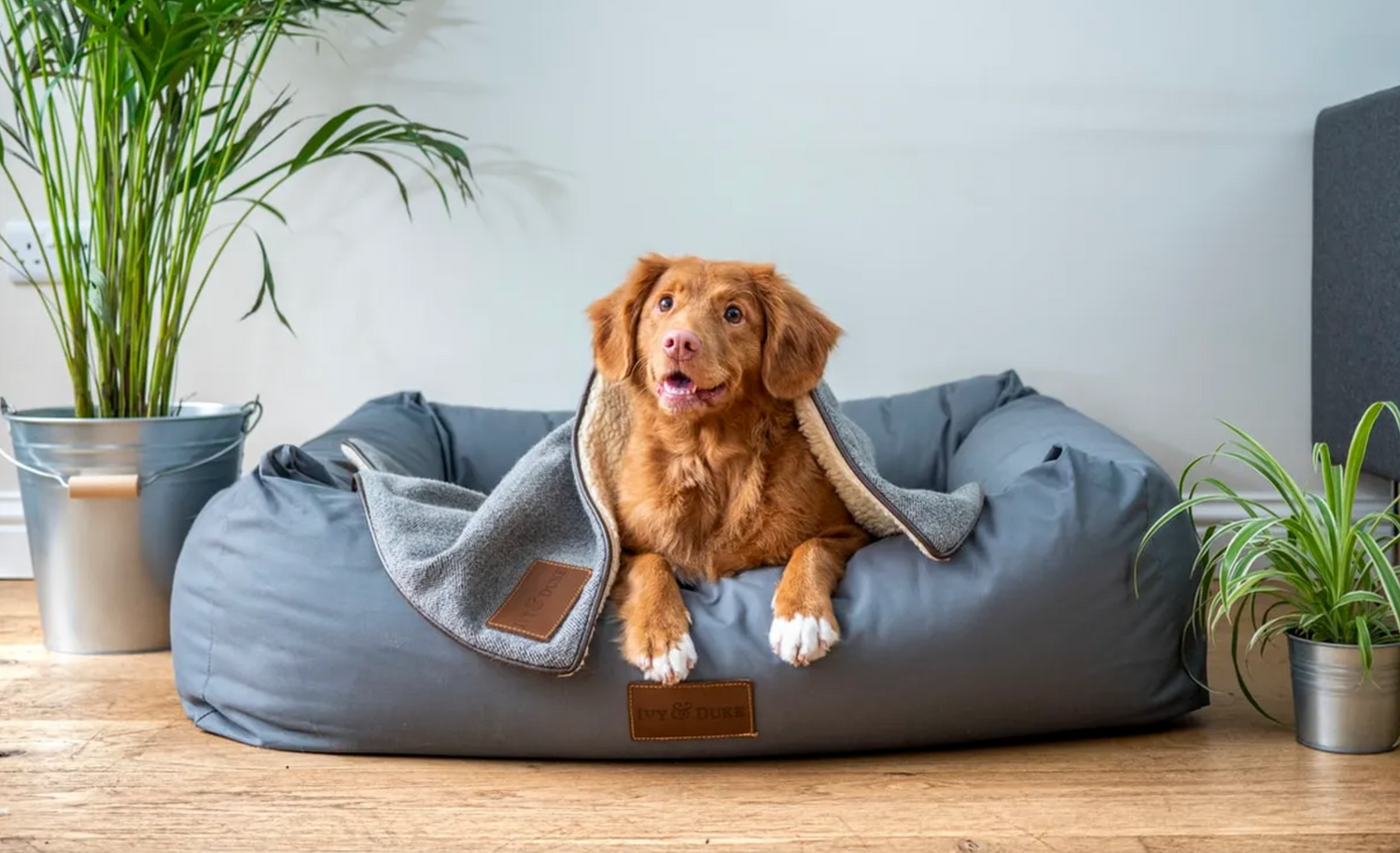 7 Tips for Creating a Stylish Home with Pets!